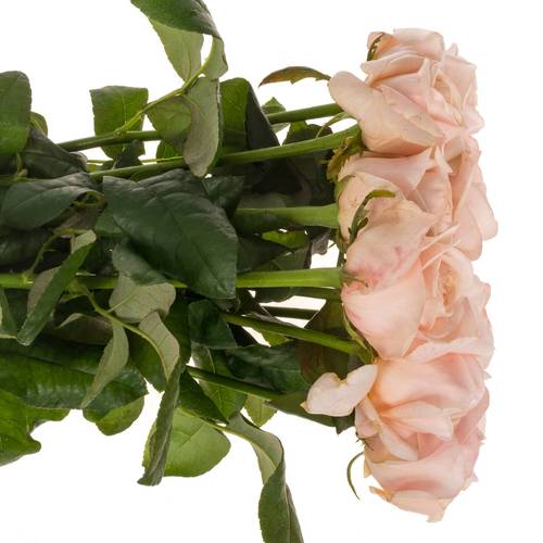 Rose apricot Tres Jolie 60cm