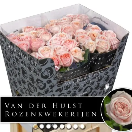 Rose apricot Tres Jolie 60cm