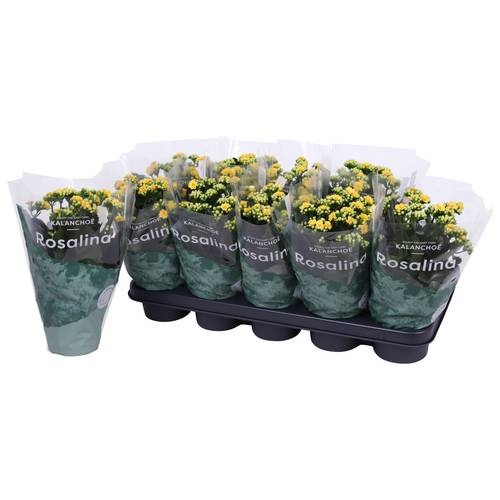 Kalanchoe Gef. gelb T12 H027