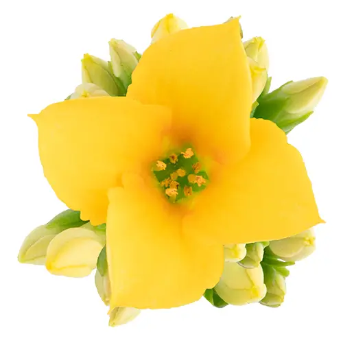 Kalanchoe Einfachbl. gelb T06 H008