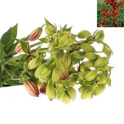Li.Ma Arabian Nigh 5 Dunkel rot