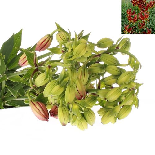 Li.Ma Arabian Nigh 5 Dunkel rot