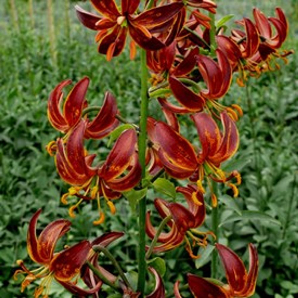 Li.Ma Arabian Nigh 5 Dunkel rot