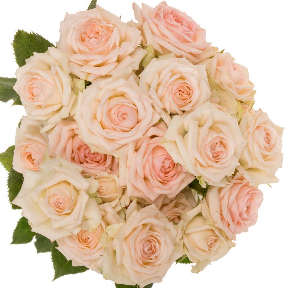 Rose verzweigt creme/rosa Happy Wedding 5+Blüte 50cm