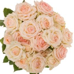 Rose verzweigt creme/rosa Happy Wedding 5+Blüte 50cm