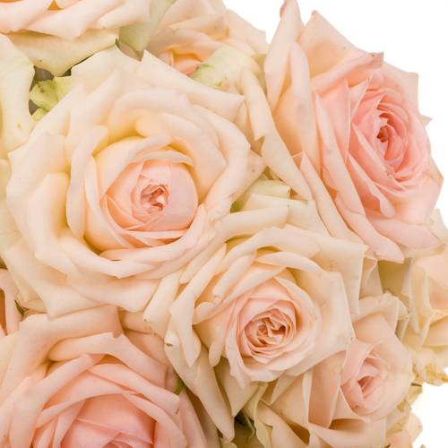 Rose verzweigt creme/rosa Happy Wedding 5+Blüte 50cm