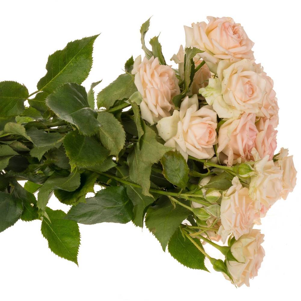 Rose verzweigt creme/rosa Happy Wedding 5+Blüte 50cm