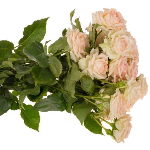 Rose verzweigt creme/rosa Happy Wedding 5+Blüte 50cm