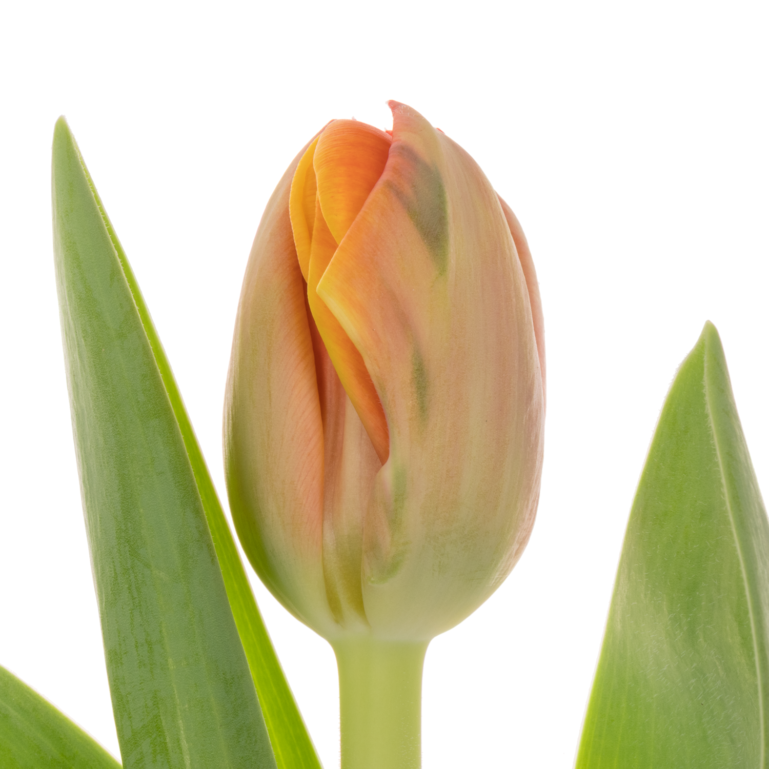 Tulpe orange doppel Queensday 60 Gramm