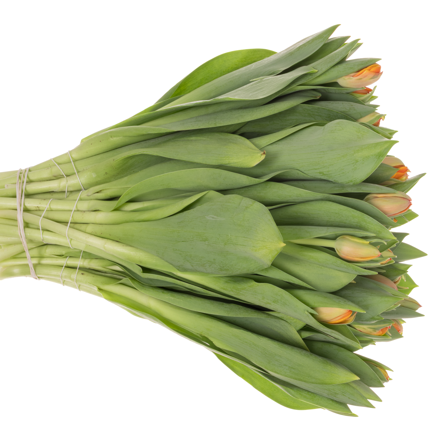 Tulpe orange doppel Queensday 60 Gramm