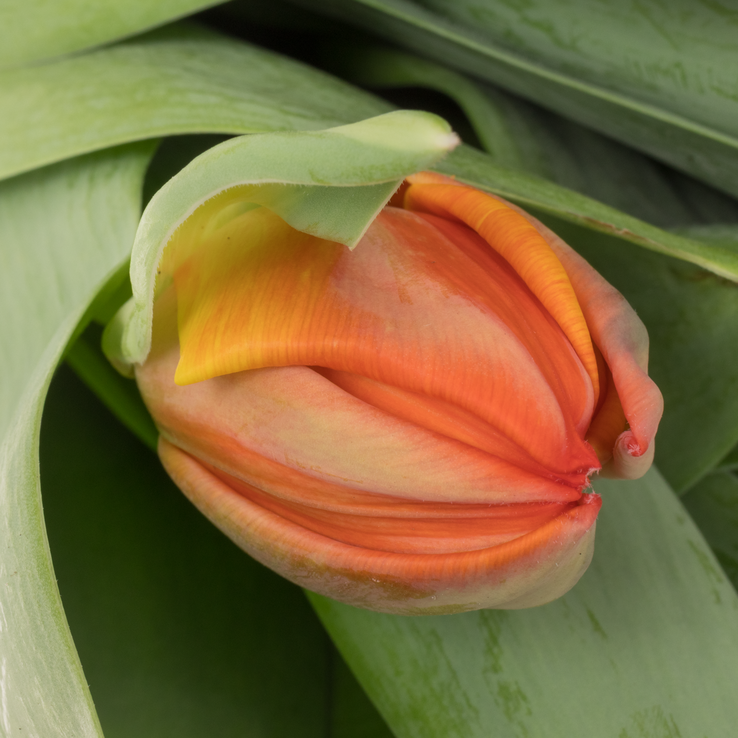 Tulpe orange doppel Queensday 60 Gramm