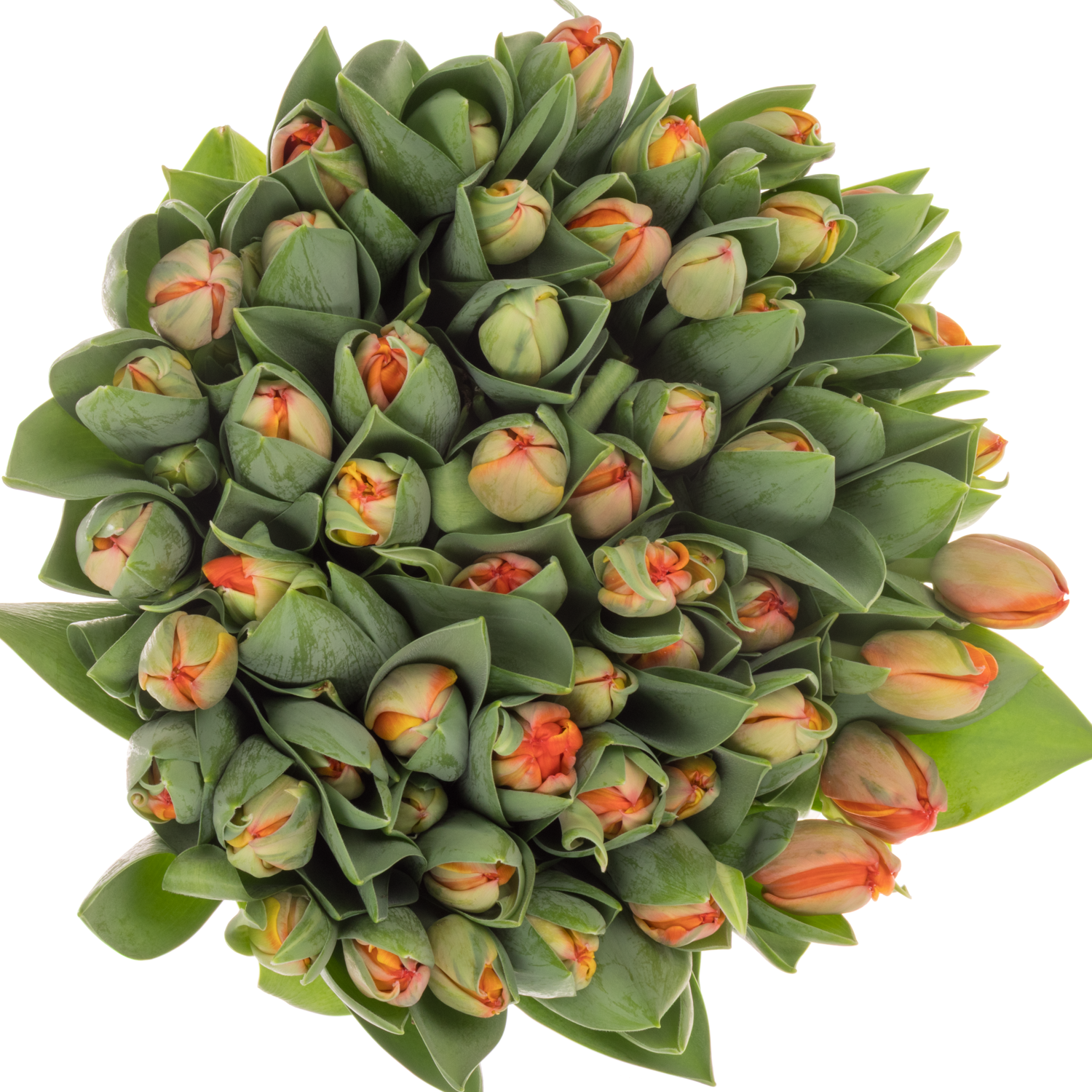 Tulpe orange doppel Queensday 60 Gramm