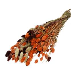 Trocken Phalaris orange mix L65cm 175gr