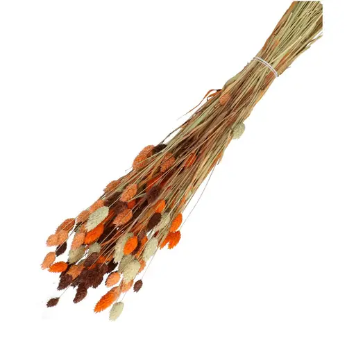 Trocken Phalaris orange mix L65cm 100gr