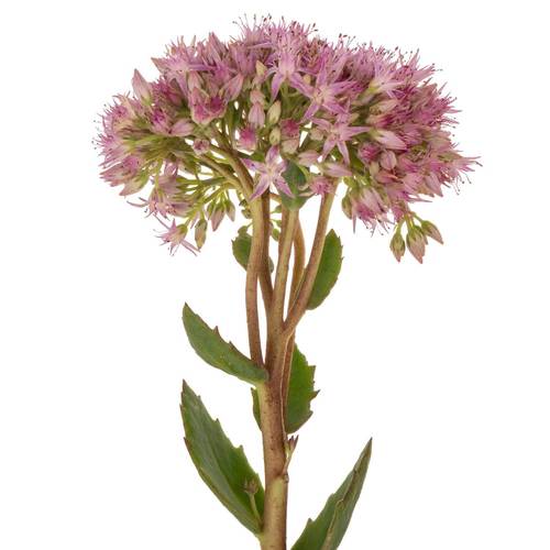 Sedum rosa Dum Dum  45cm