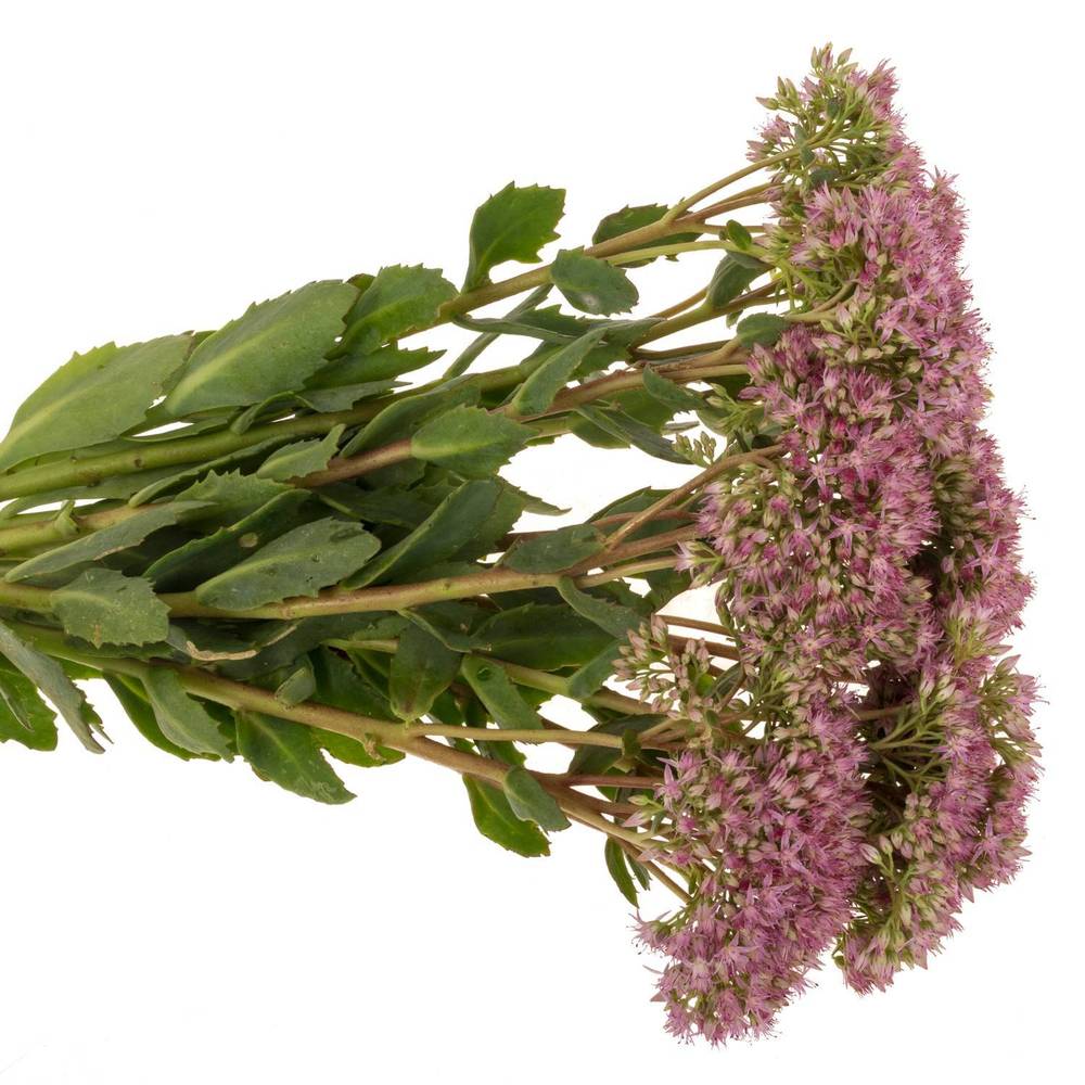 Sedum rosa Dum Dum  45cm