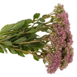 Sedum rosa Dum Dum  45cm