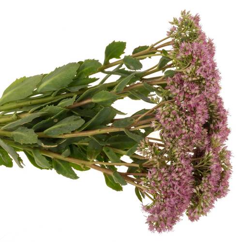 Sedum rosa Dum Dum  45cm