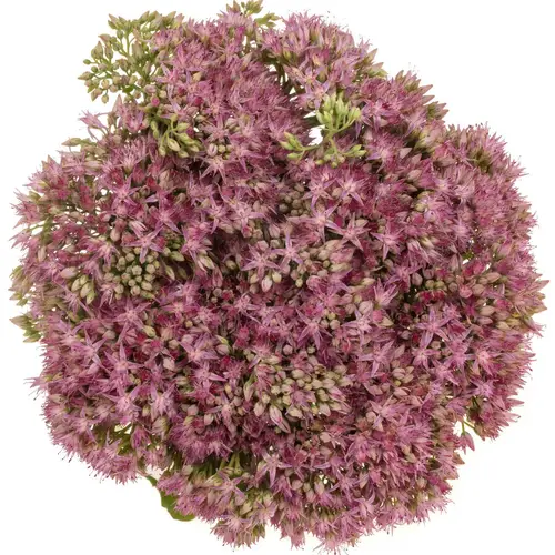 Sedum rosa Dum Dum  45cm