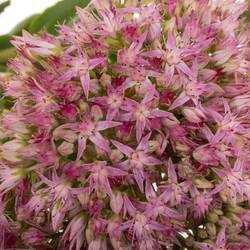 Sedum rosa Dum Dum  45cm