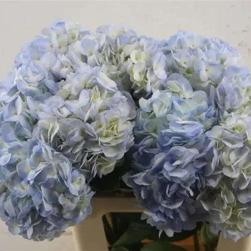 Hortensie hell blau Vervain Bol 17cm 60cm