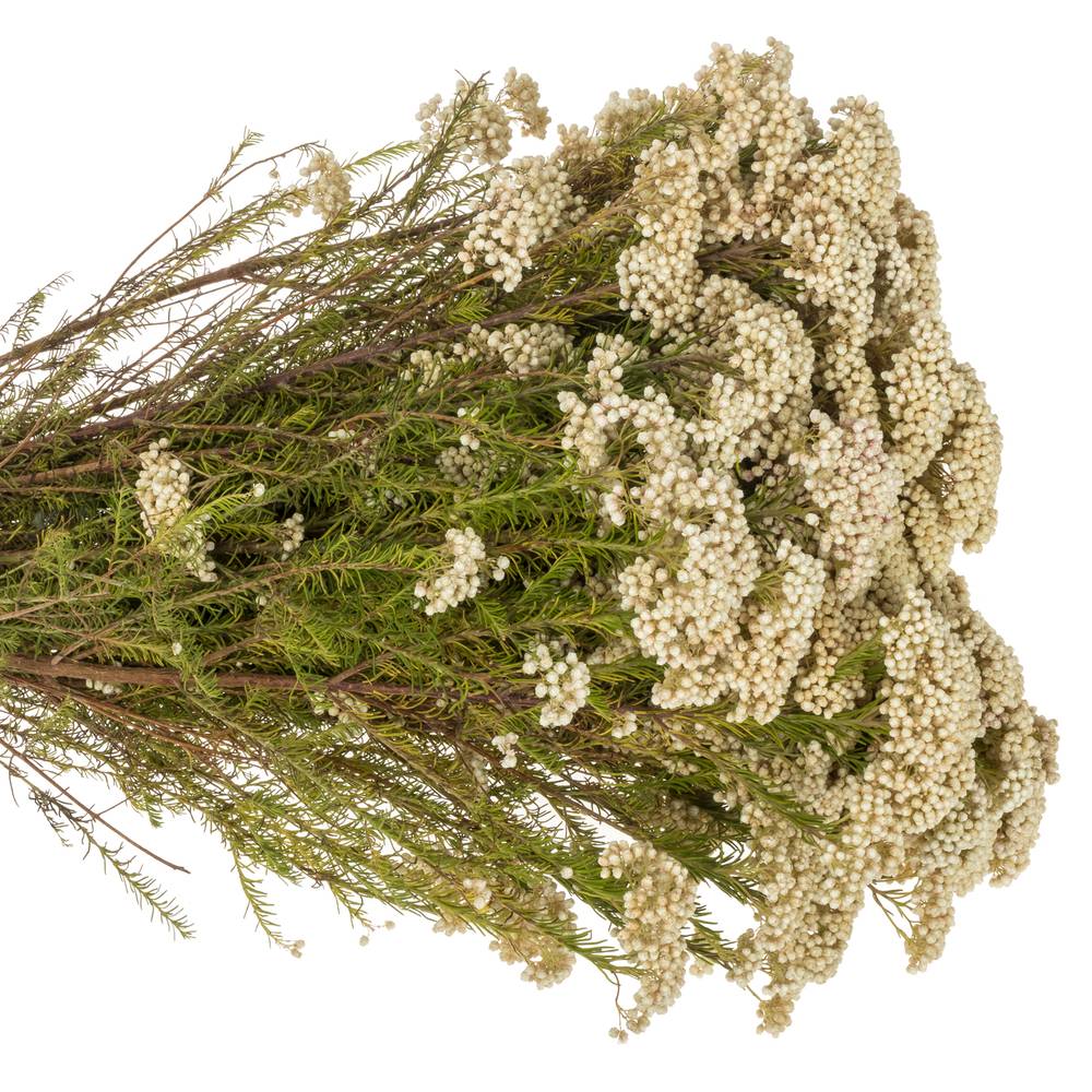 Cooks creme Snow White 80cm