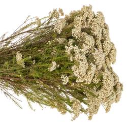 Cooks creme Snow White 80cm