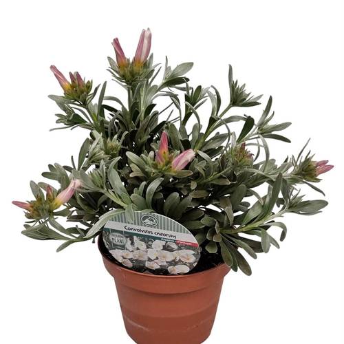 Convolvulus Cneo. Busch T14 H030