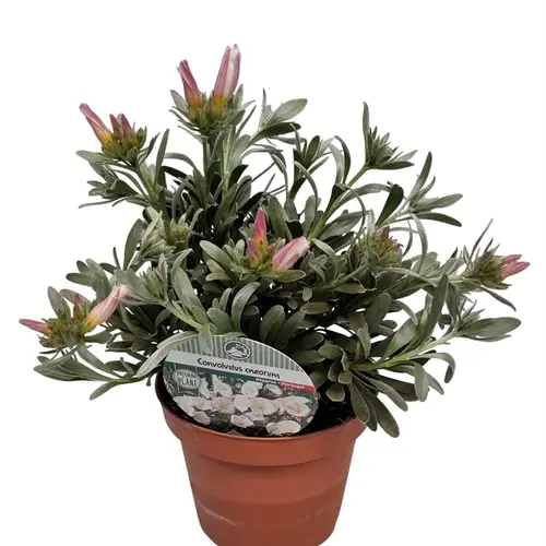 Convolvulus Cneo. Busch T14 H030