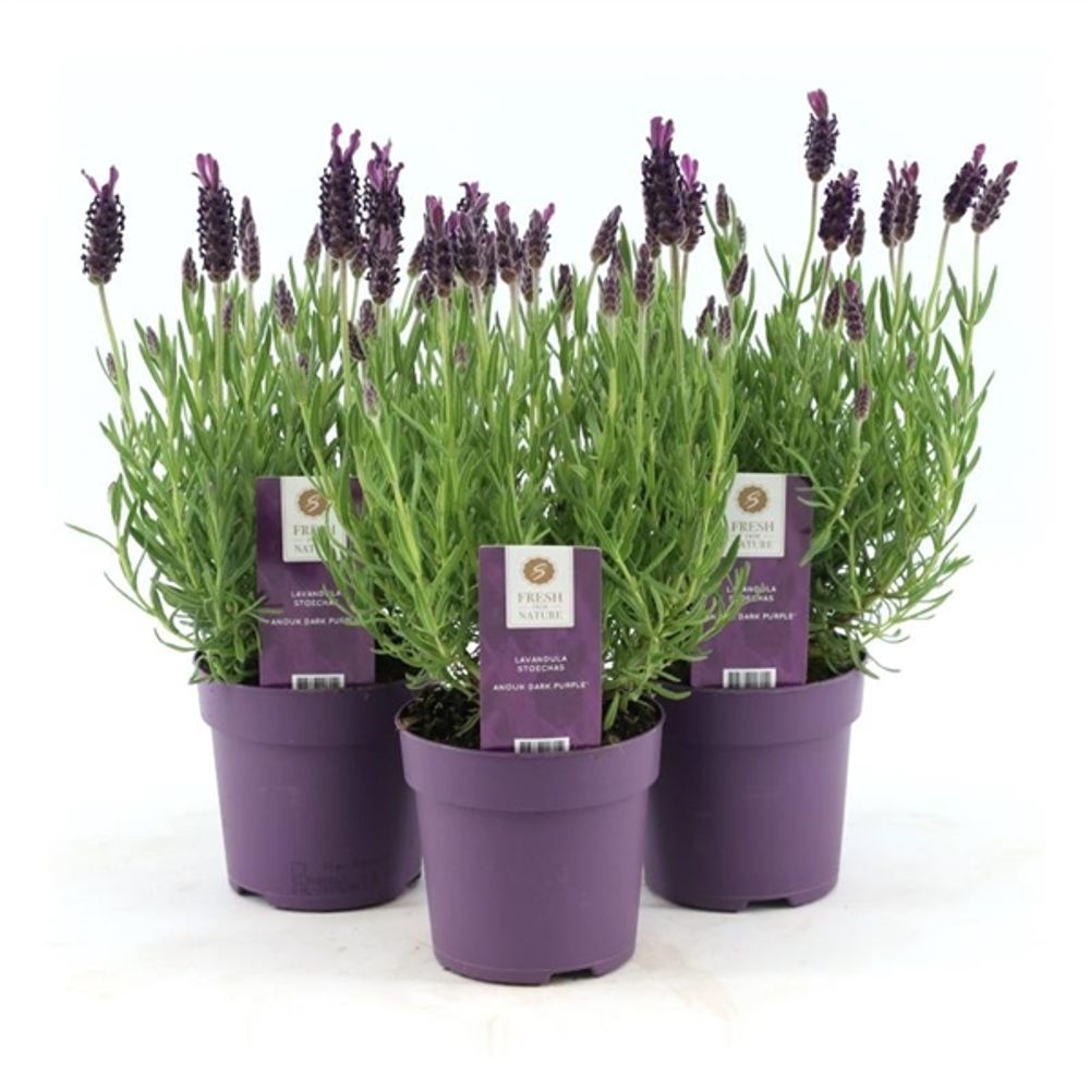 Lavendel Stoechas Anouk T10,5 H20