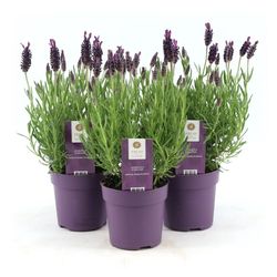 Lavendel Stoechas Anouk T10,5 H20