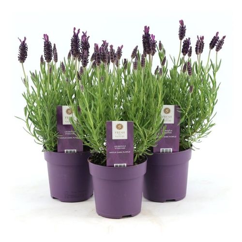 Lavendel Stoechas Anouk T10,5 H20