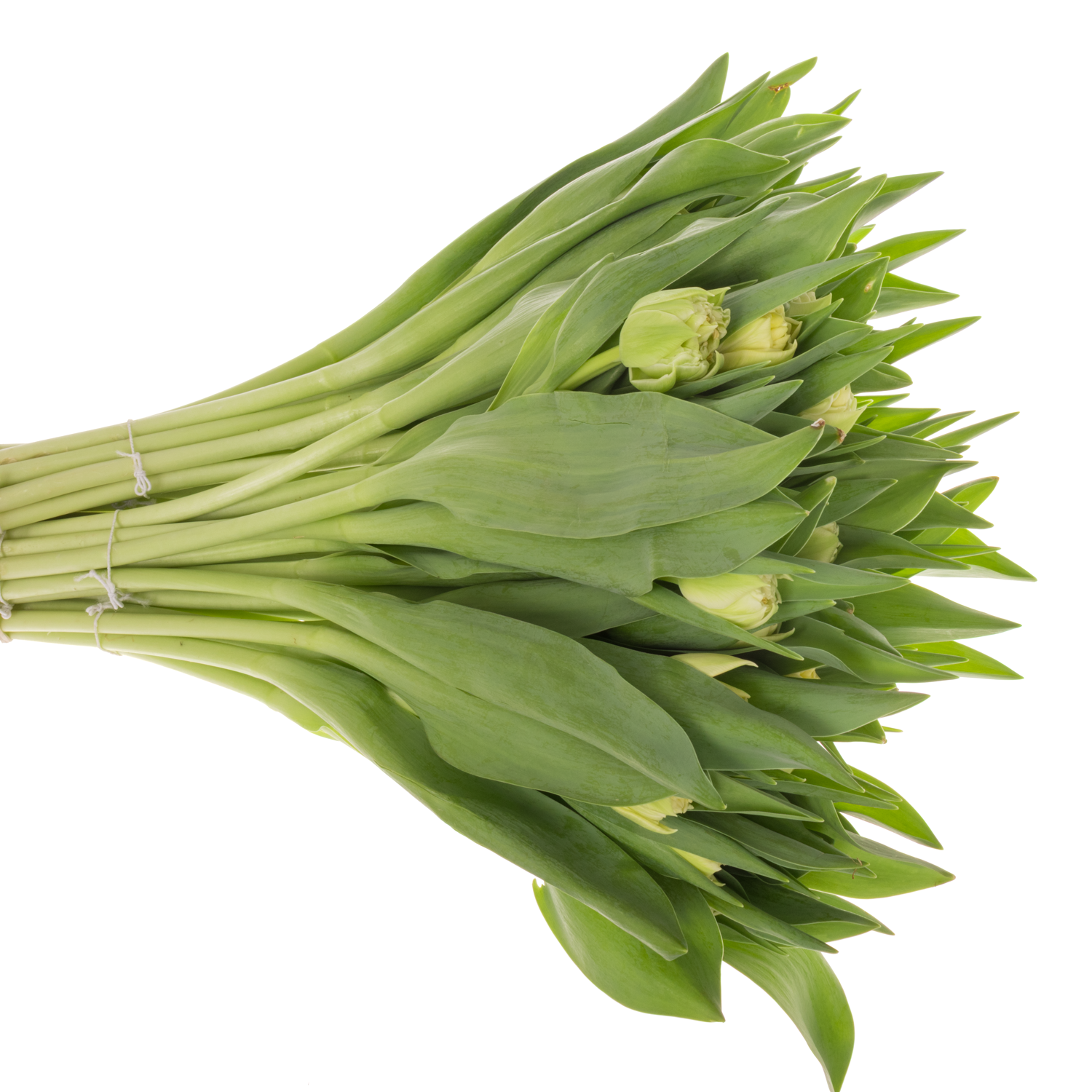 Tulpe weiss/creme doppel Piste 30 Gramm