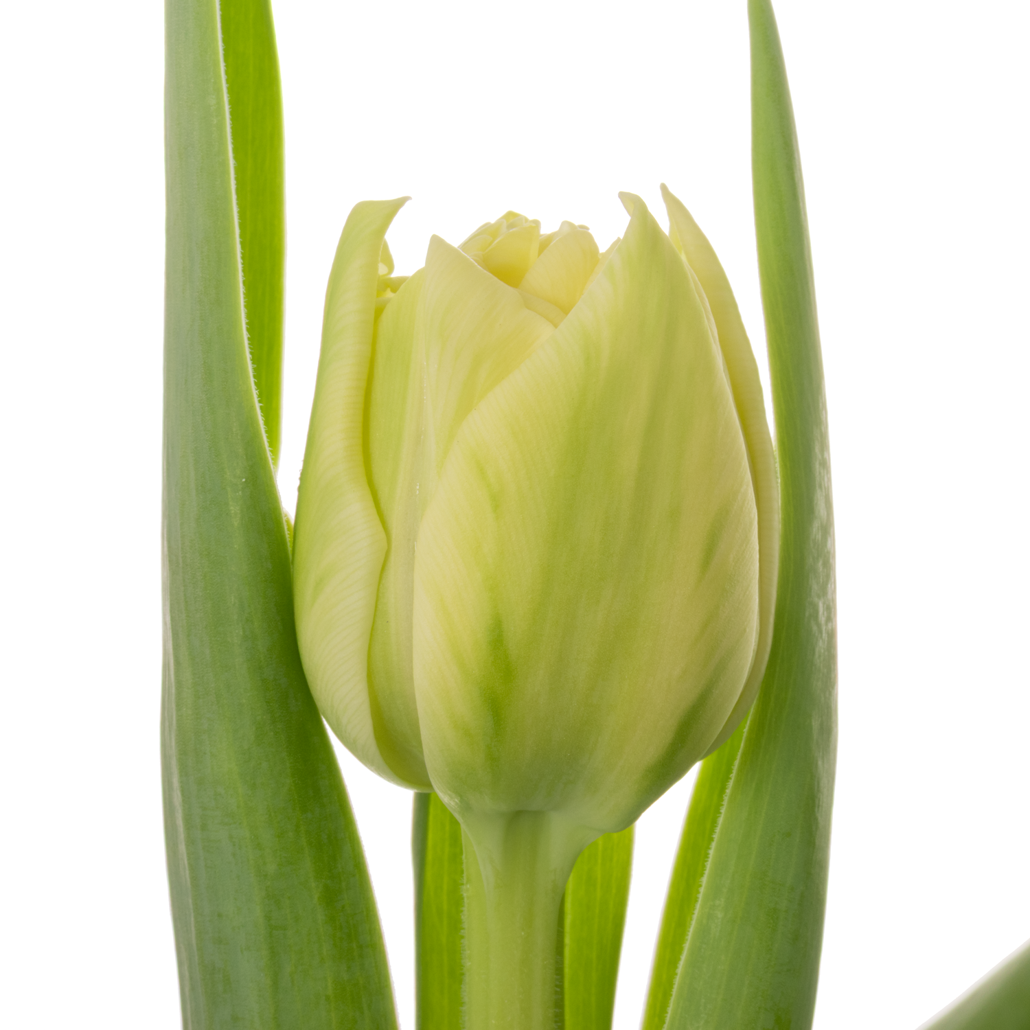 Tulpe weiss/creme doppel Piste 30 Gramm