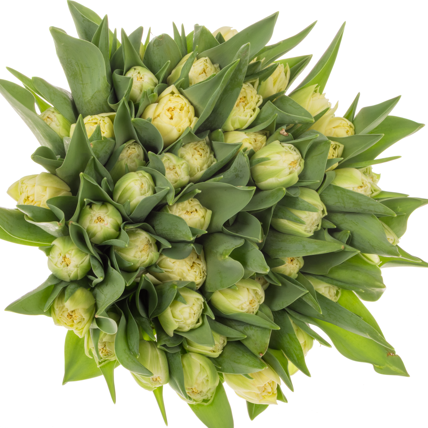 Tulpe weiss/creme doppel Piste 30 Gramm