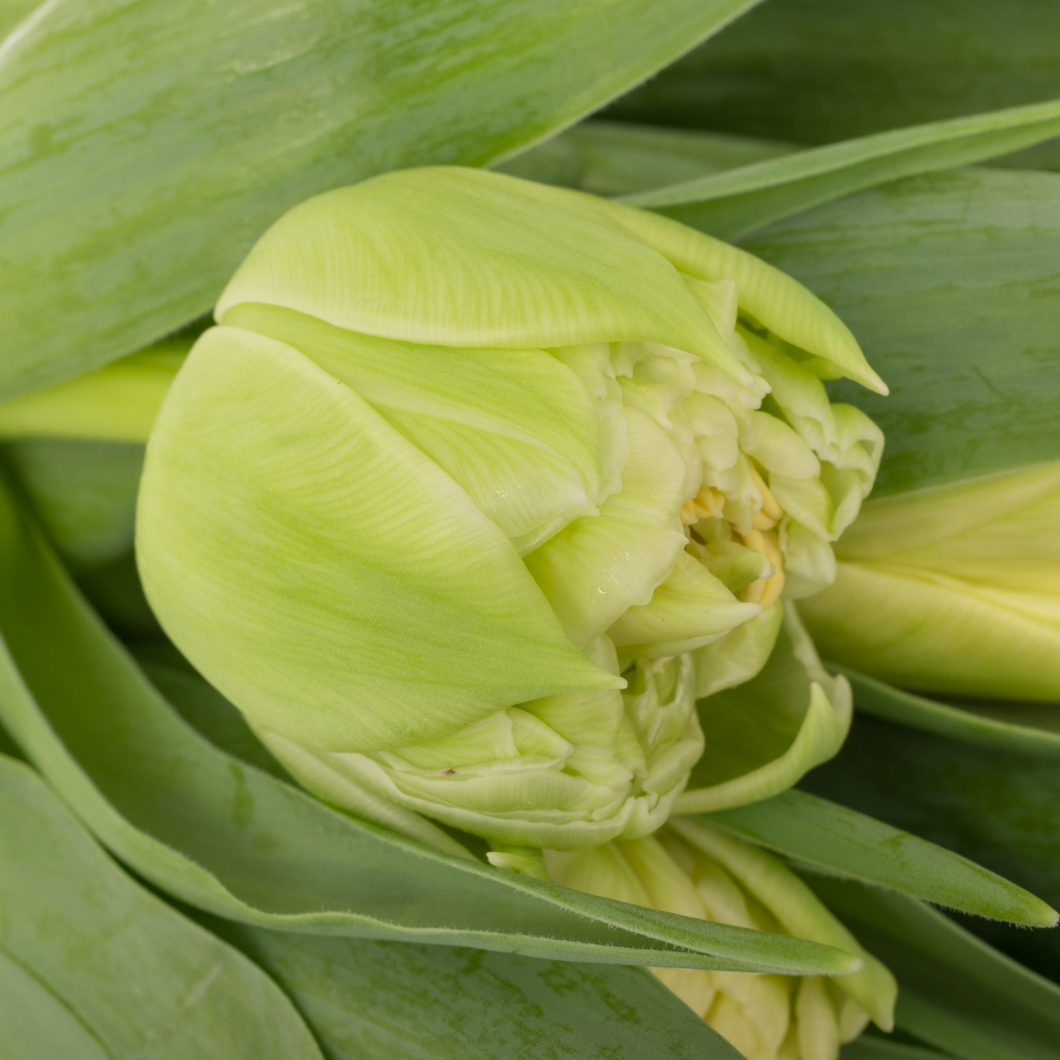 Tulpe weiss/creme doppel Piste 30 Gramm