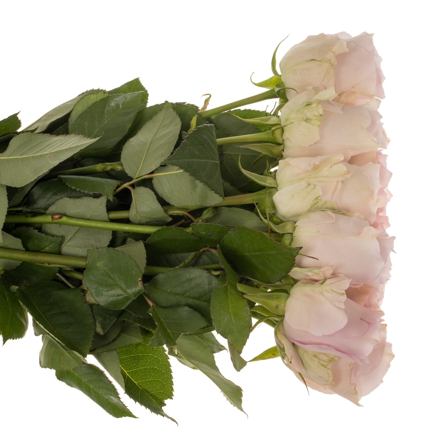 Rose hell rosa Remembrance 50cm