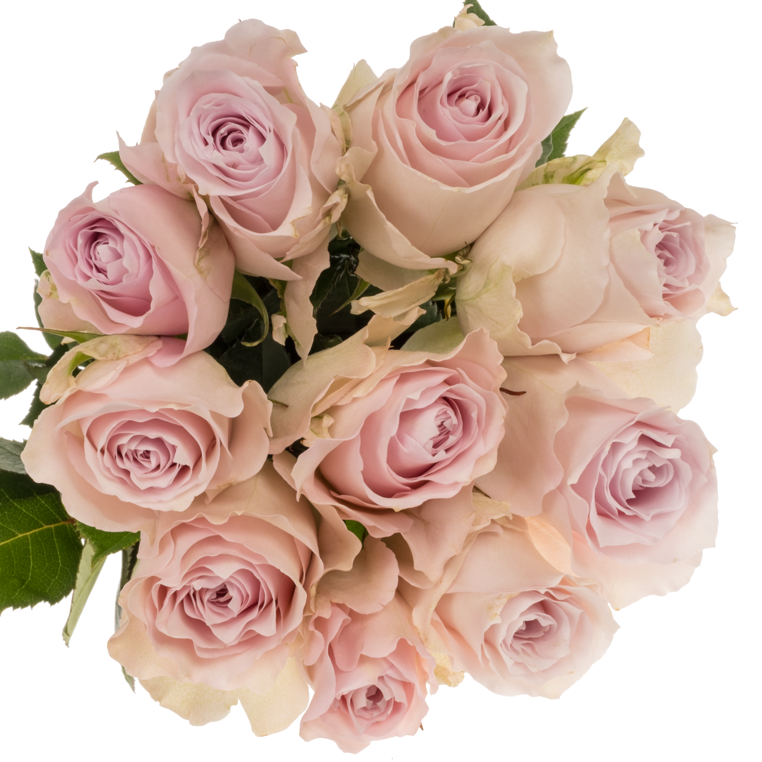 Rose hell rosa Remembrance 50cm