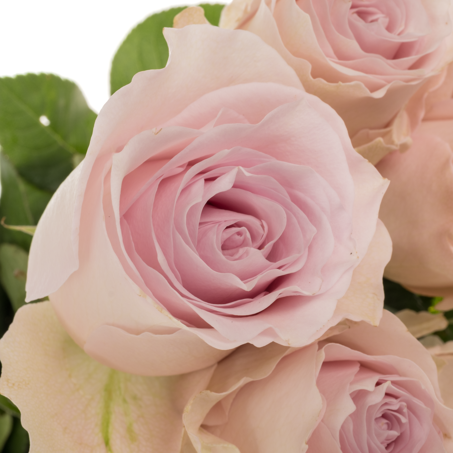 Rose hell rosa Remembrance 50cm