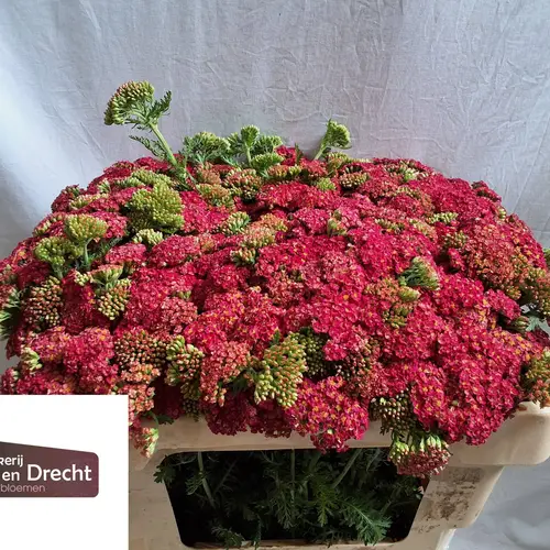 Achillea rot Summerwine 40cm