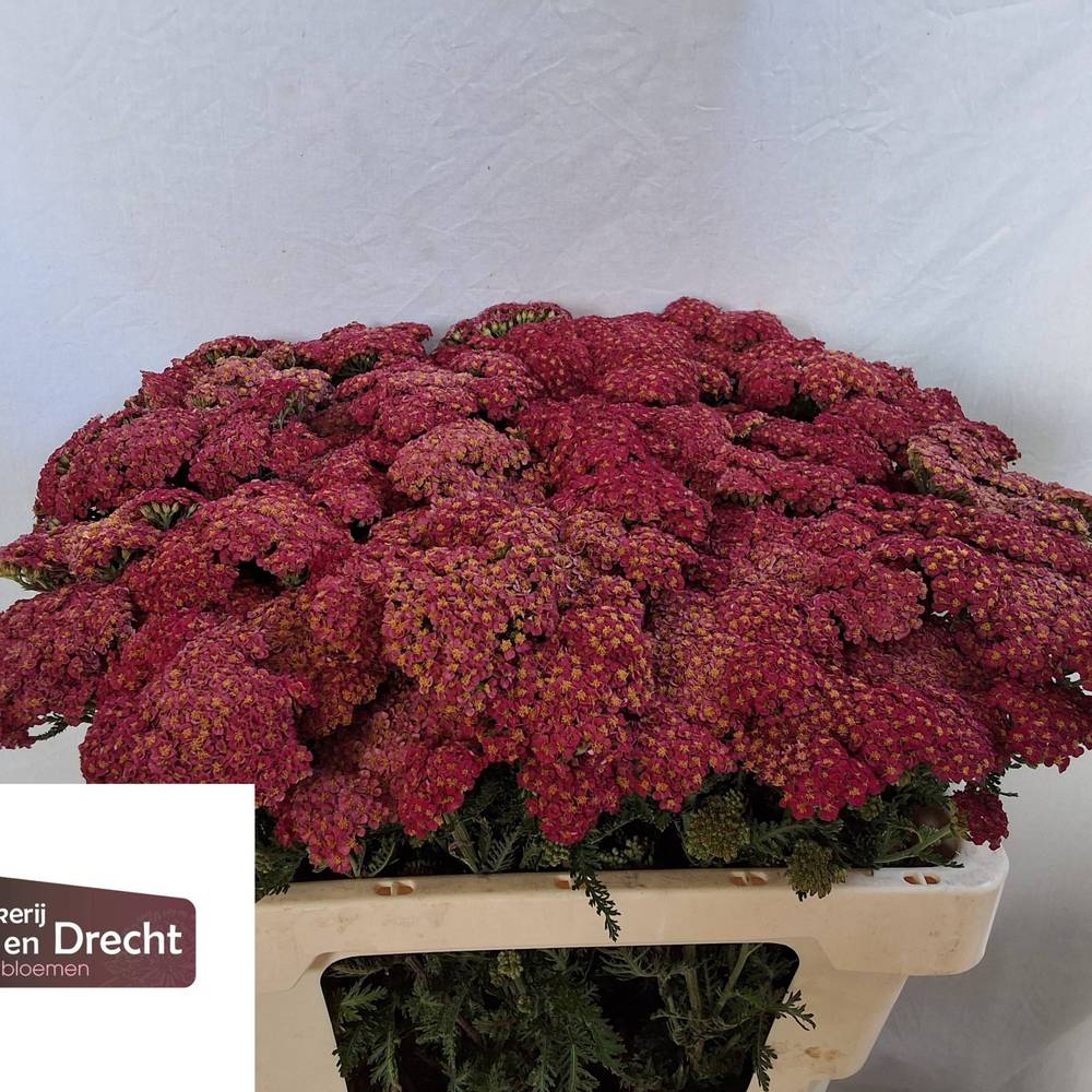 Achillea rot Summerwine 40cm