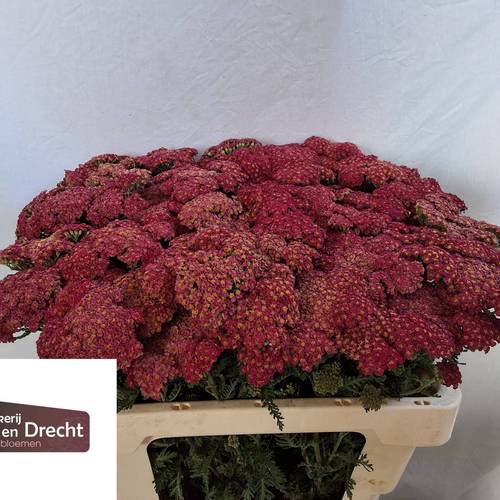 Achillea rot Summerwine 40cm