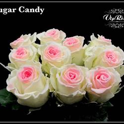 Rose weiss/rosa Sugar Candy 70cm