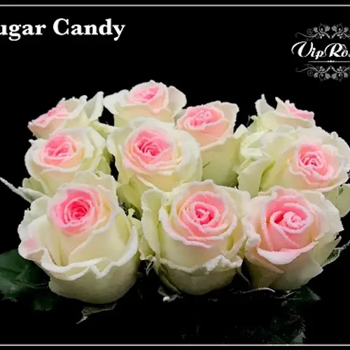 Rose weiss/rosa Sugar Candy 70cm