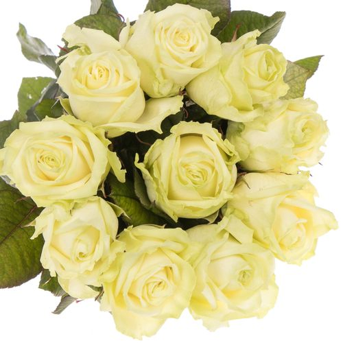 Rose weiss White Naomi (Roseworld) 55cm