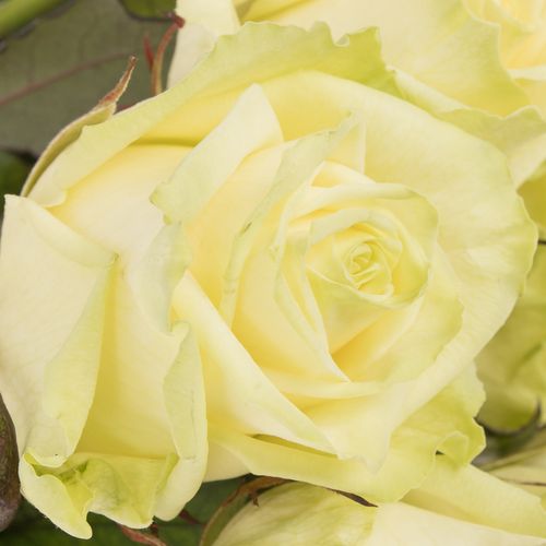 Rose weiss White Naomi (Roseworld) 55cm