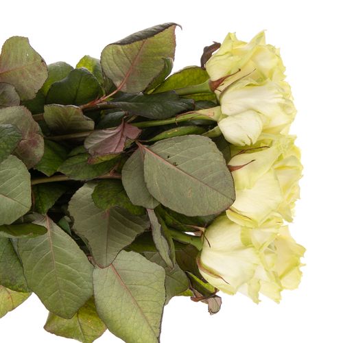 Rose weiss White Naomi (Roseworld) 55cm