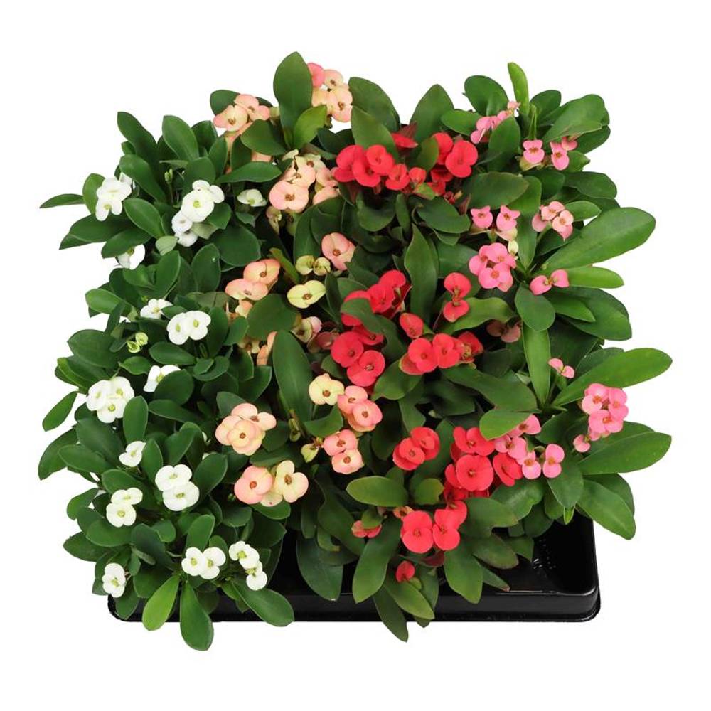 Euphorbia Milii mix T06 H010