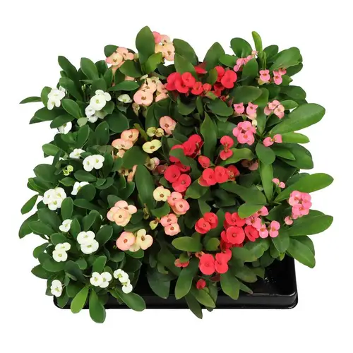 Euphorbia Milii mix T06 H010
