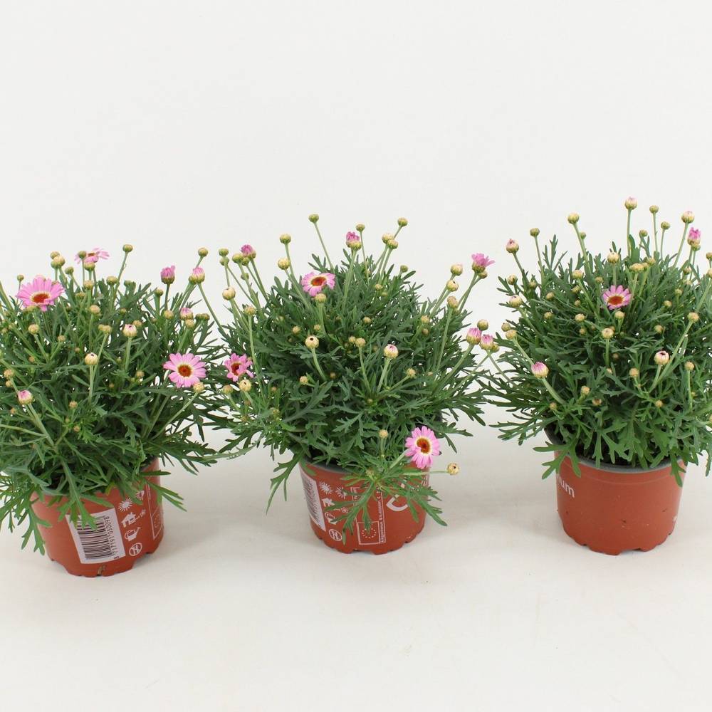 Margerite fuchsia La Rita Pink T10,5 H025